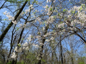Serviceberry is one of the early blooms of spring.