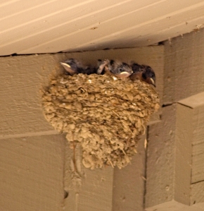 Somethimes we get a special treat that we can share with school groups likke this barn swallow nest at the visitor center.
