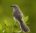 Mockingbirds steal the show with a variety of calls.